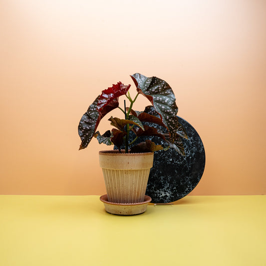 Begonia Wings Cracklin Rosie mit rosé bis roten Blüten – potflourri