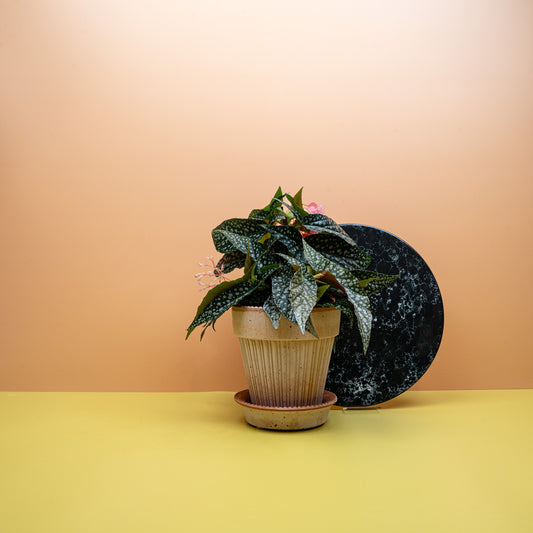 Begonia Wings Maculata Silverspot mit silbrigen Blattpunkten – potflourri