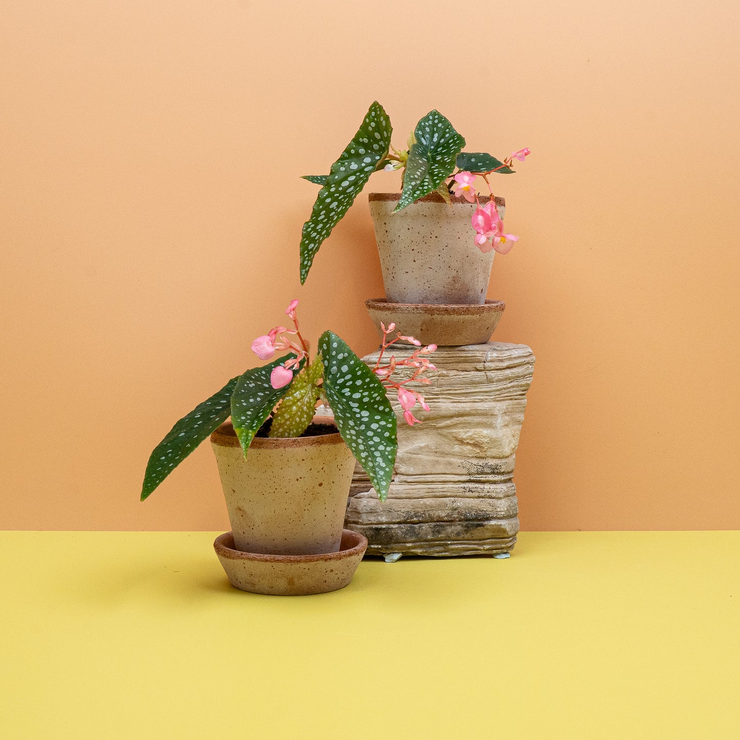 BEGONIA WINGS MACULATA SILVERSPOT online bestellen bei potflourri