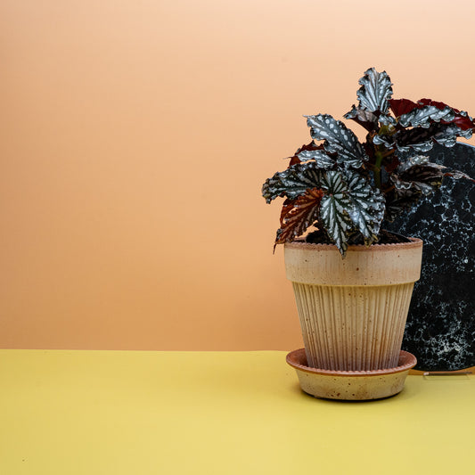 Begonia Wings Ruby Compact mit rubinroten Blüten – potflourri
