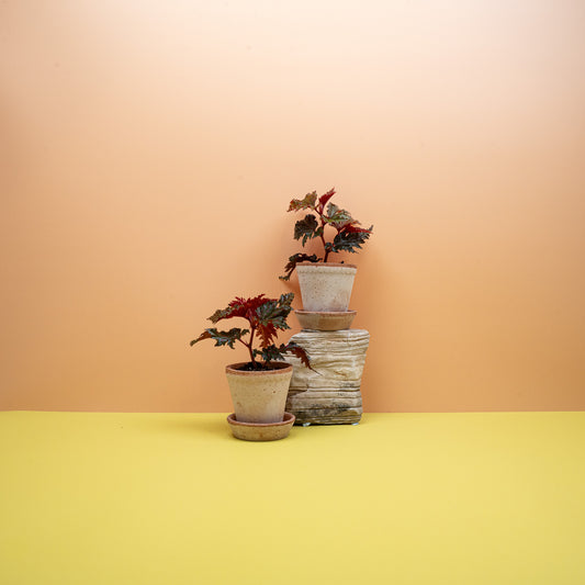 Begonia Wings Serratipetala mit gezackten Blatträndern – potflourri