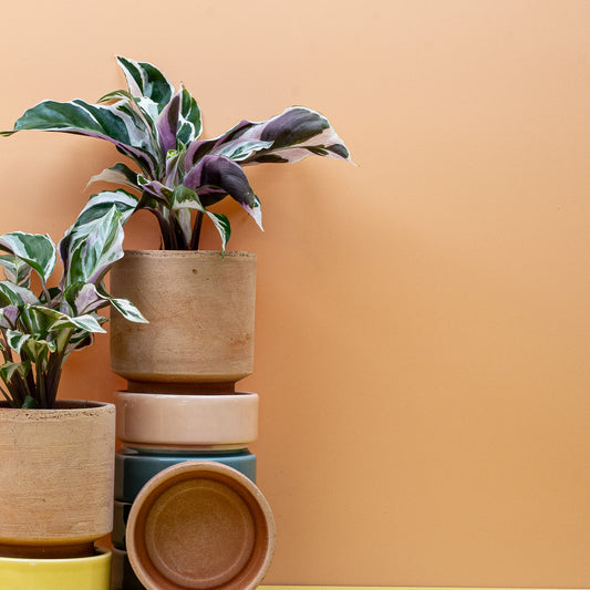 CALATHEA WHITE FUSION online bestellen bei potflourri