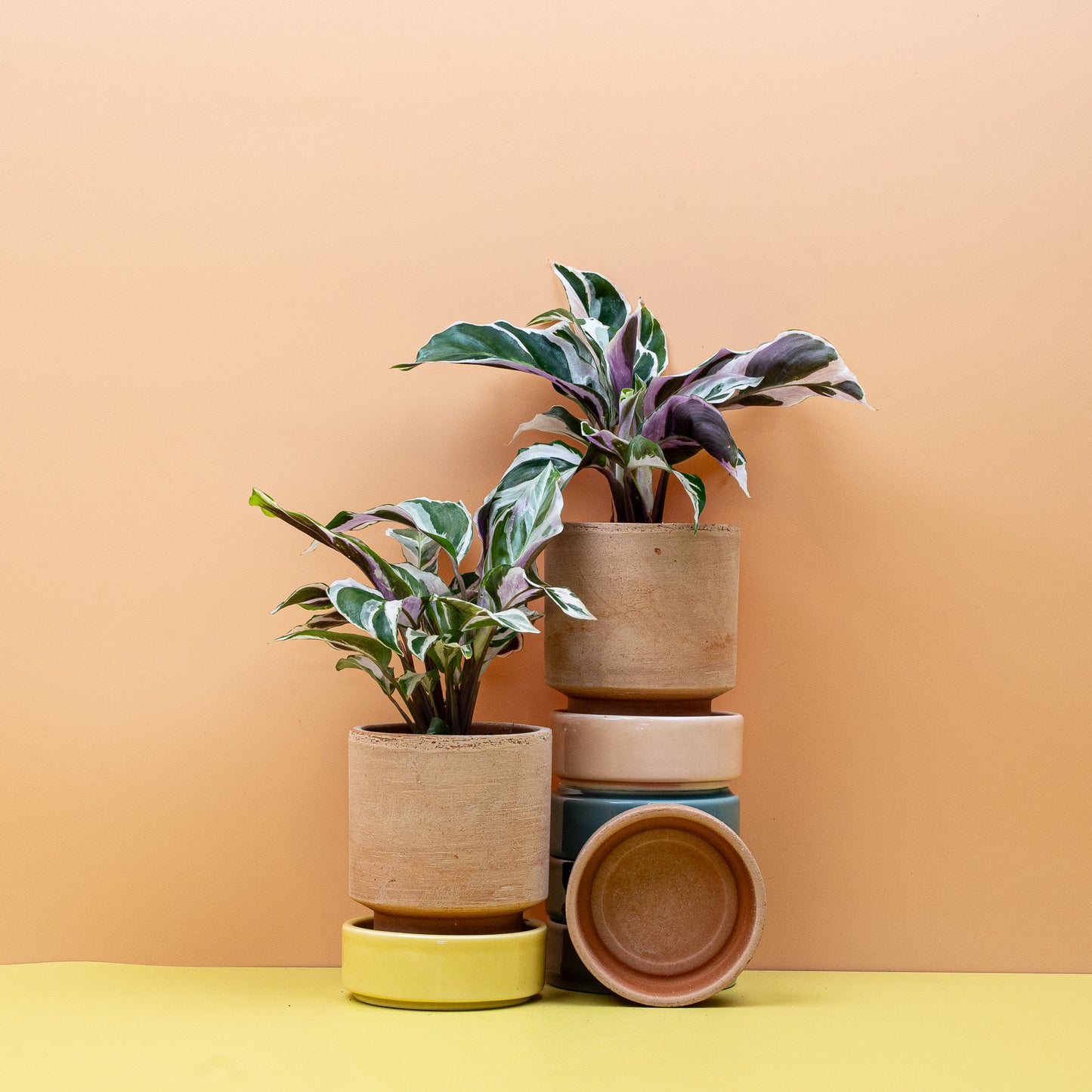 CALATHEA WHITE FUSION online bestellen bei potflourri