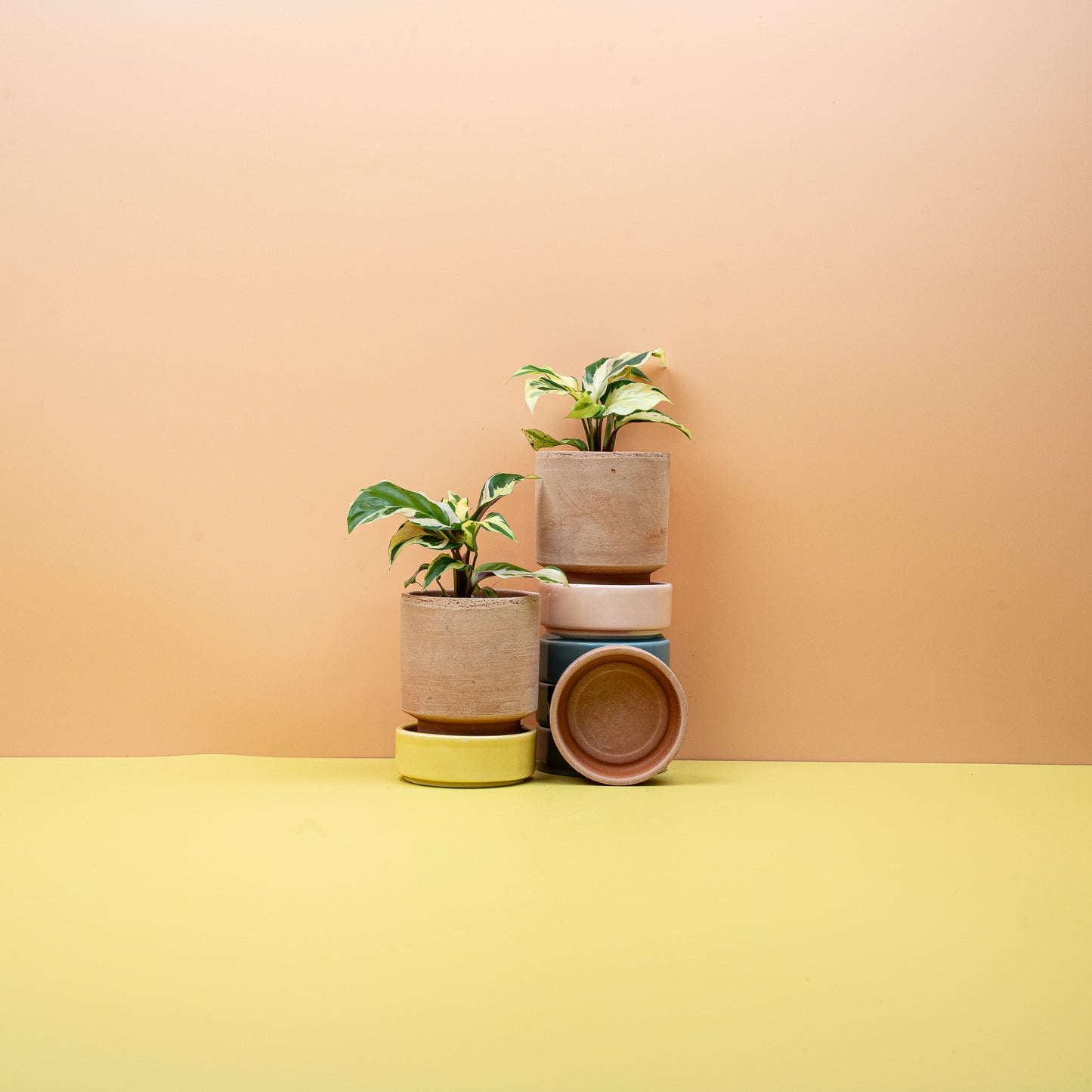 CALATHEA YELLOW FUSION online bestellen bei potflourri