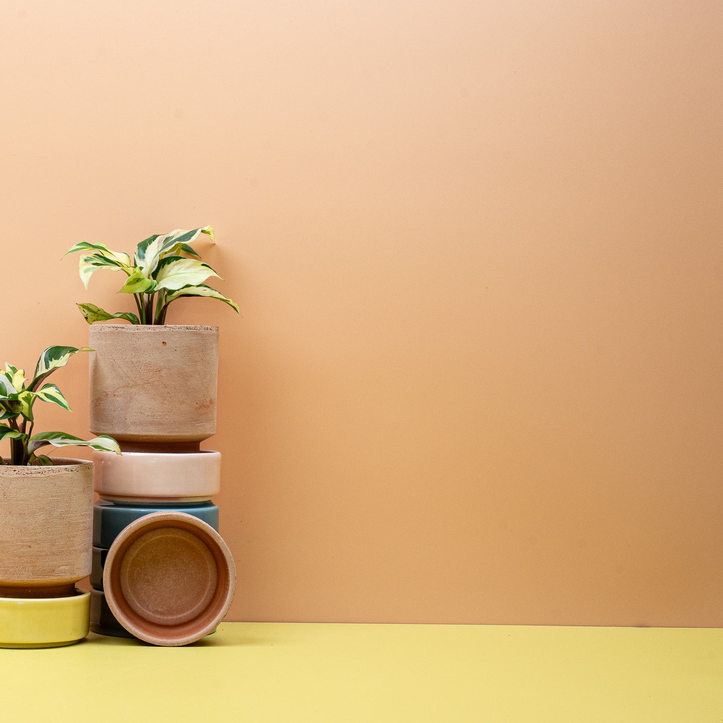 CALATHEA YELLOW FUSION online bestellen bei potflourri