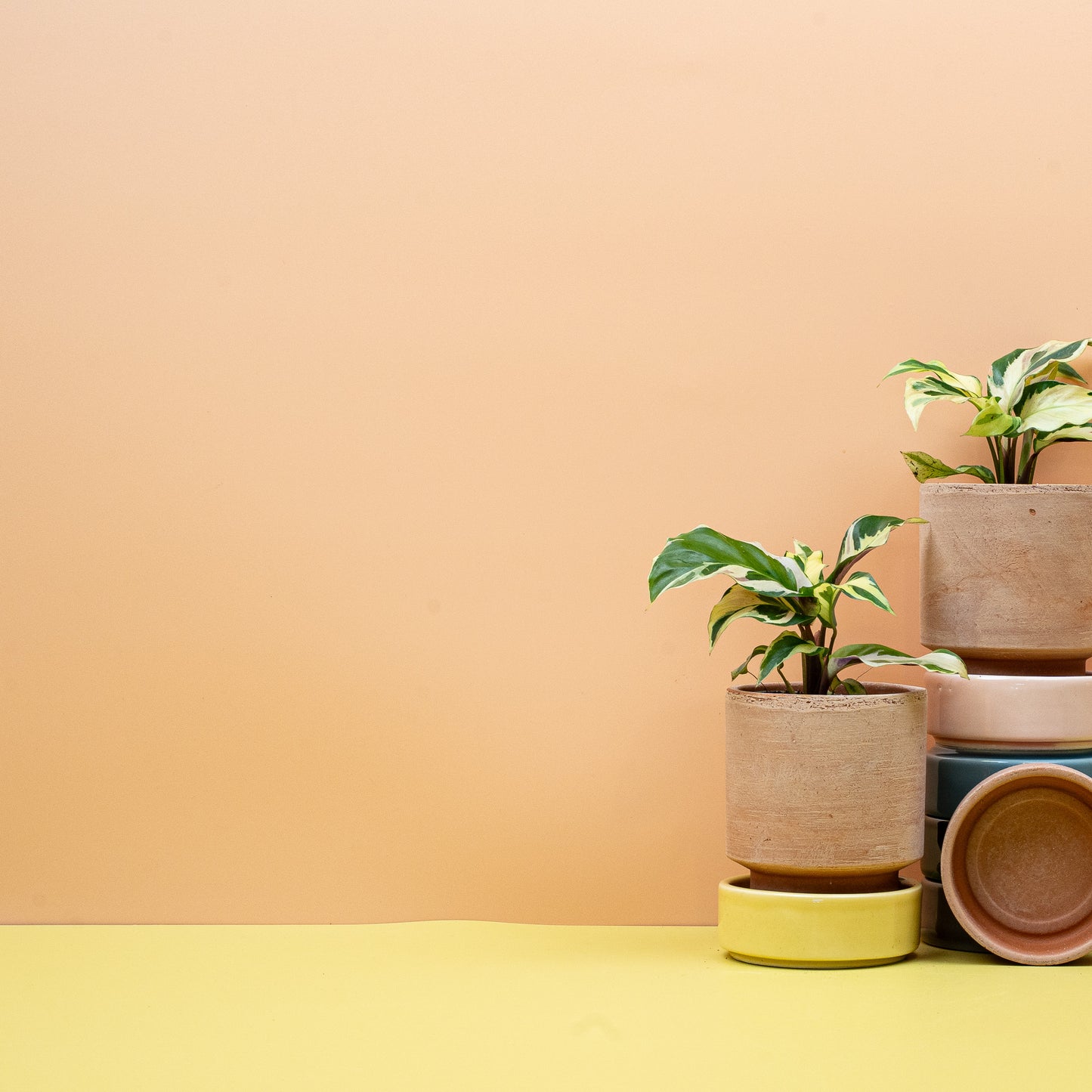 CALATHEA YELLOW FUSION online bestellen bei potflourri