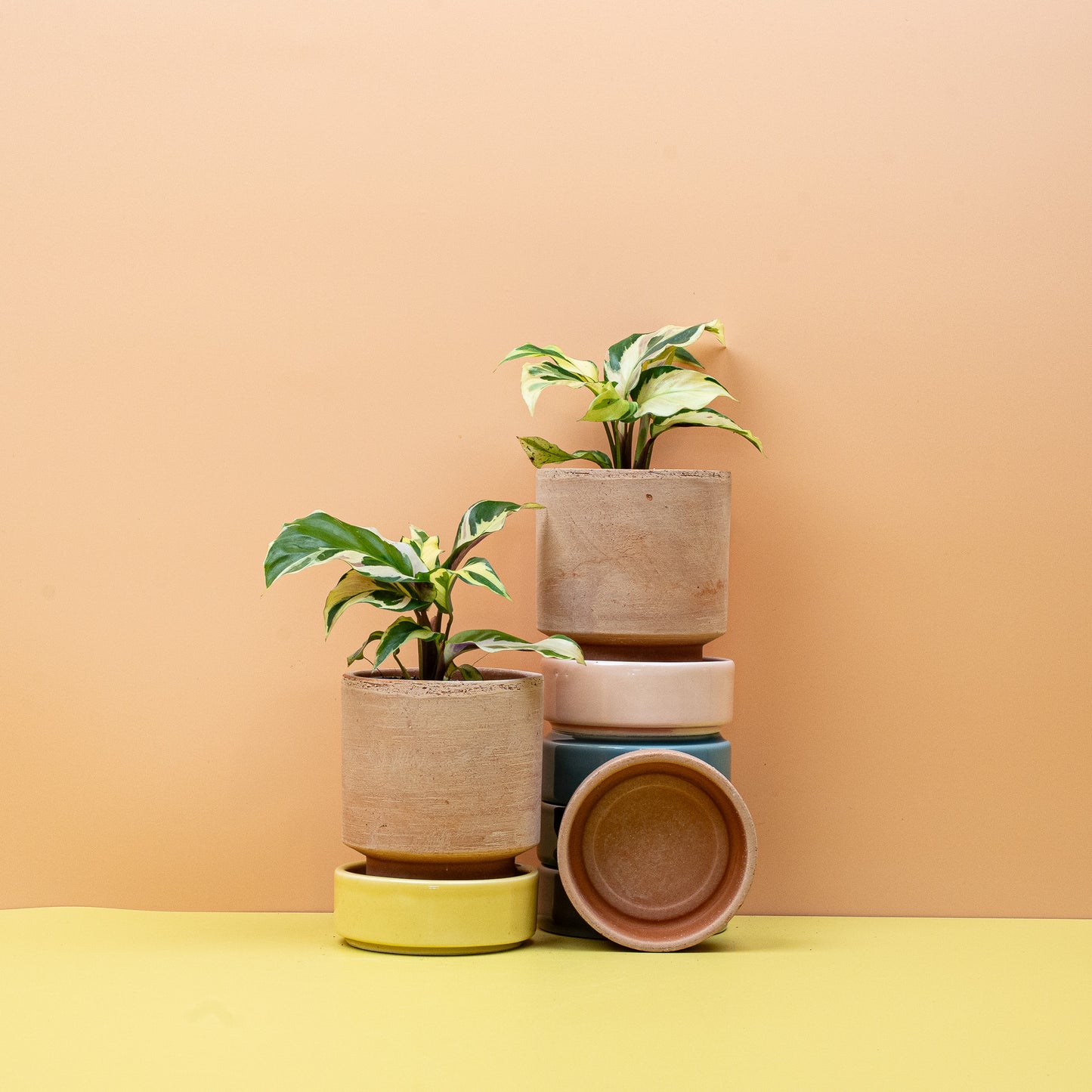 CALATHEA YELLOW FUSION online bestellen bei potflourri