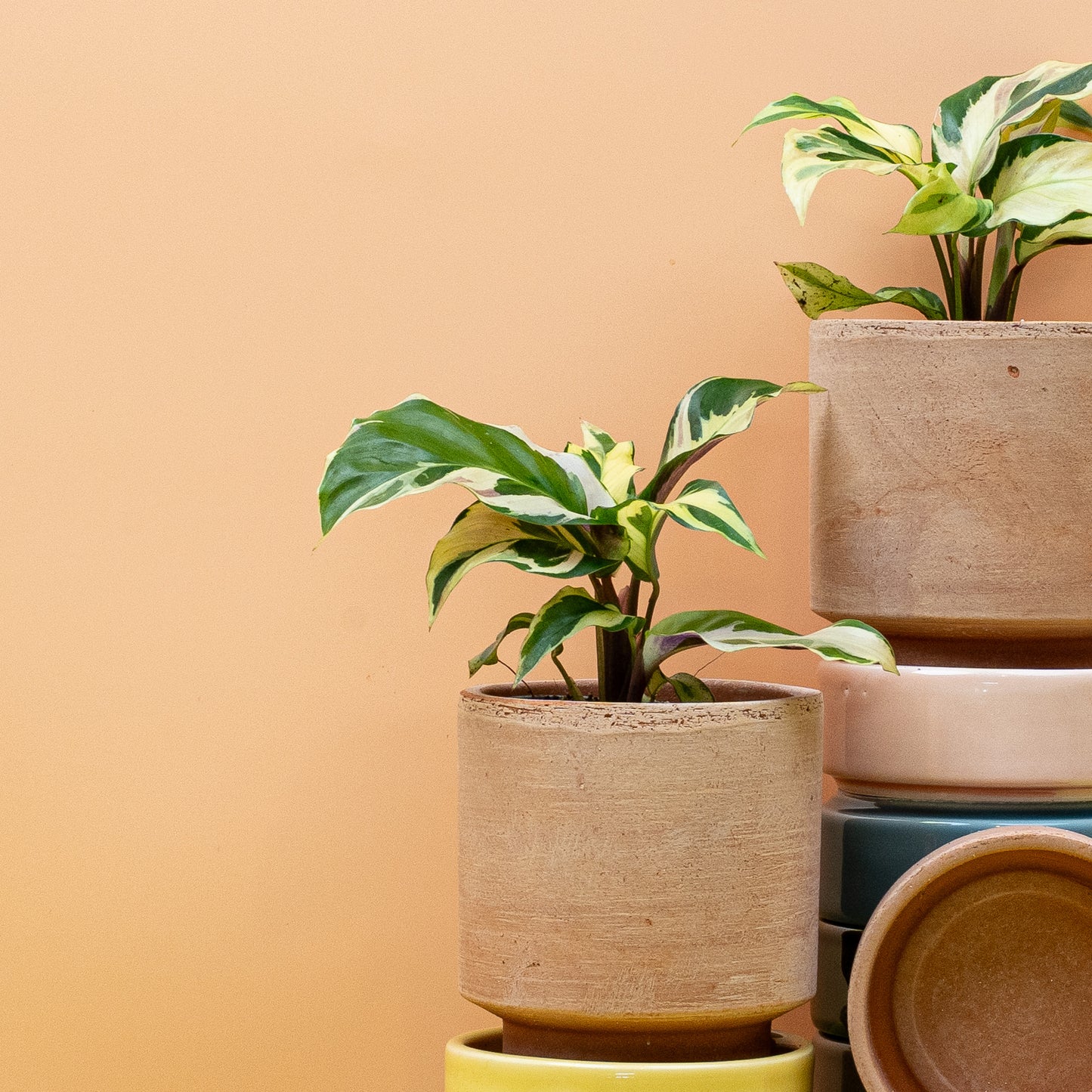 CALATHEA YELLOW FUSION online bestellen bei potflourri