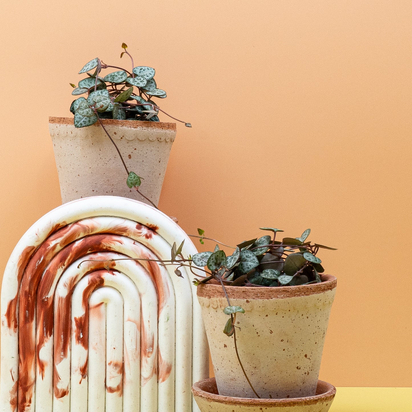 CEROPEGIA WOODII online bestellen bei potflourri