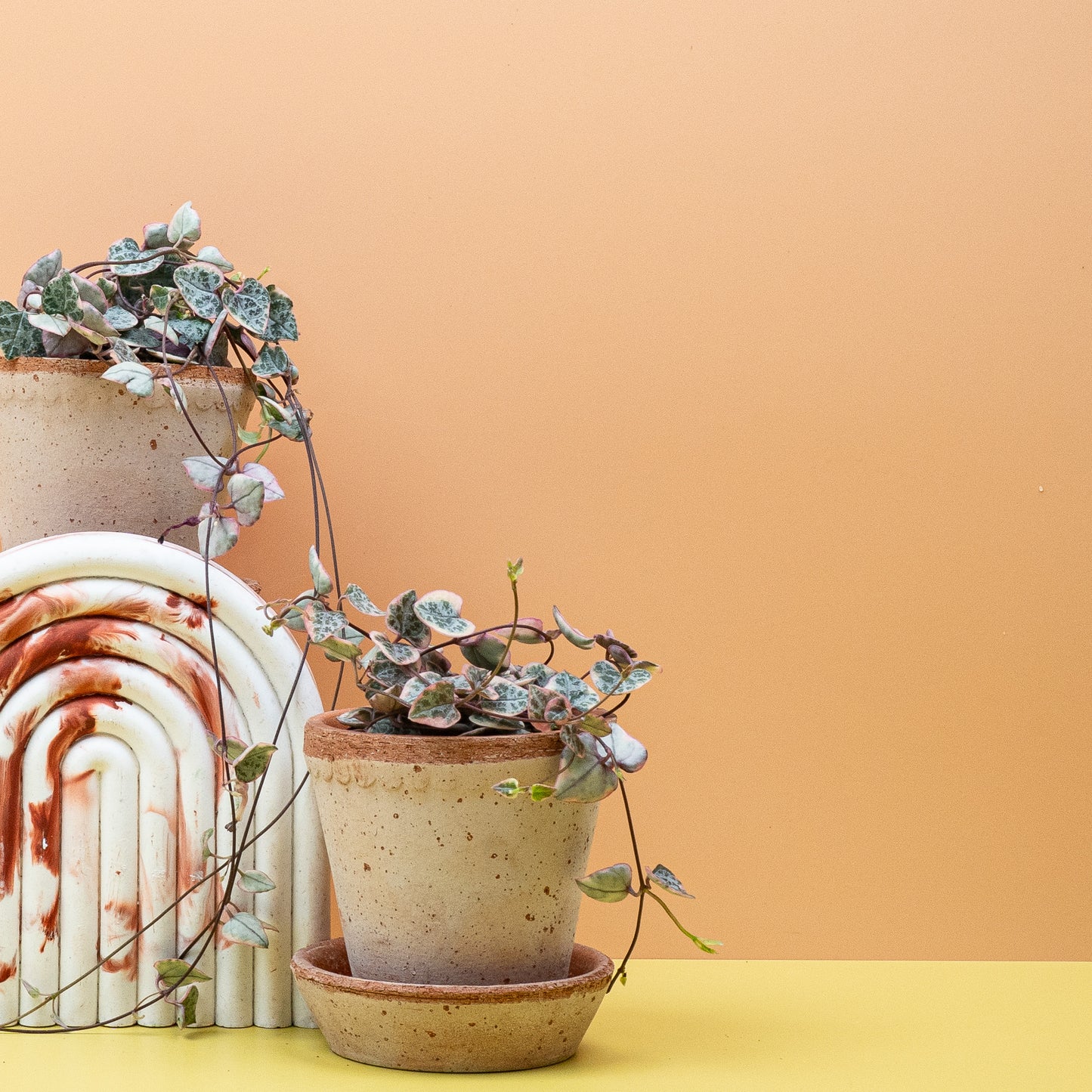 CEROPEGIA WOODII VARIEGATA online bestellen bei potflourri