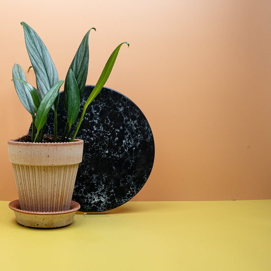 Epipremnum Amplissimum Silver mit silbrig schimmernden Blättern – potflourri