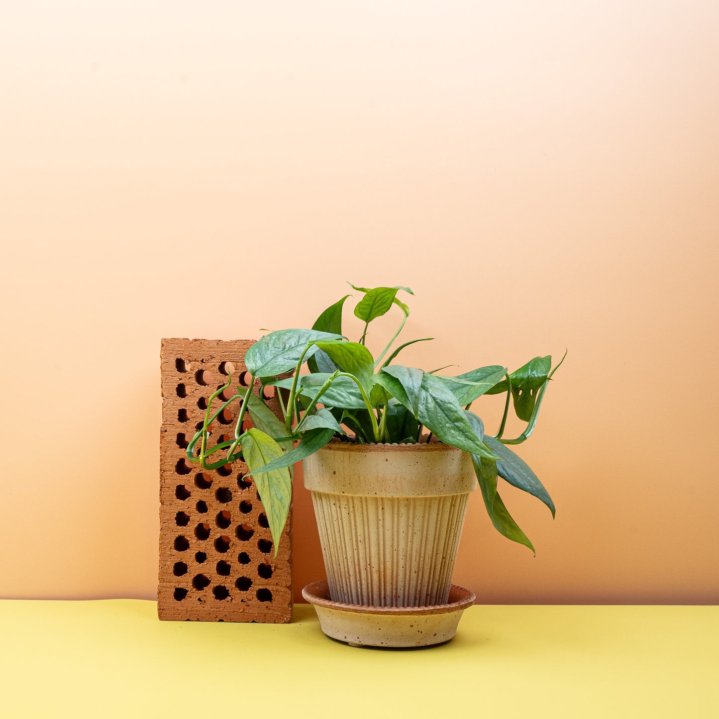 EPIPREMNUM CEBU BLUE online bestellen bei potflourri