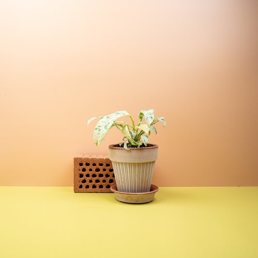 Epipremnum Giganteum Variegata mit großen, panaschierten Blättern – potflourri