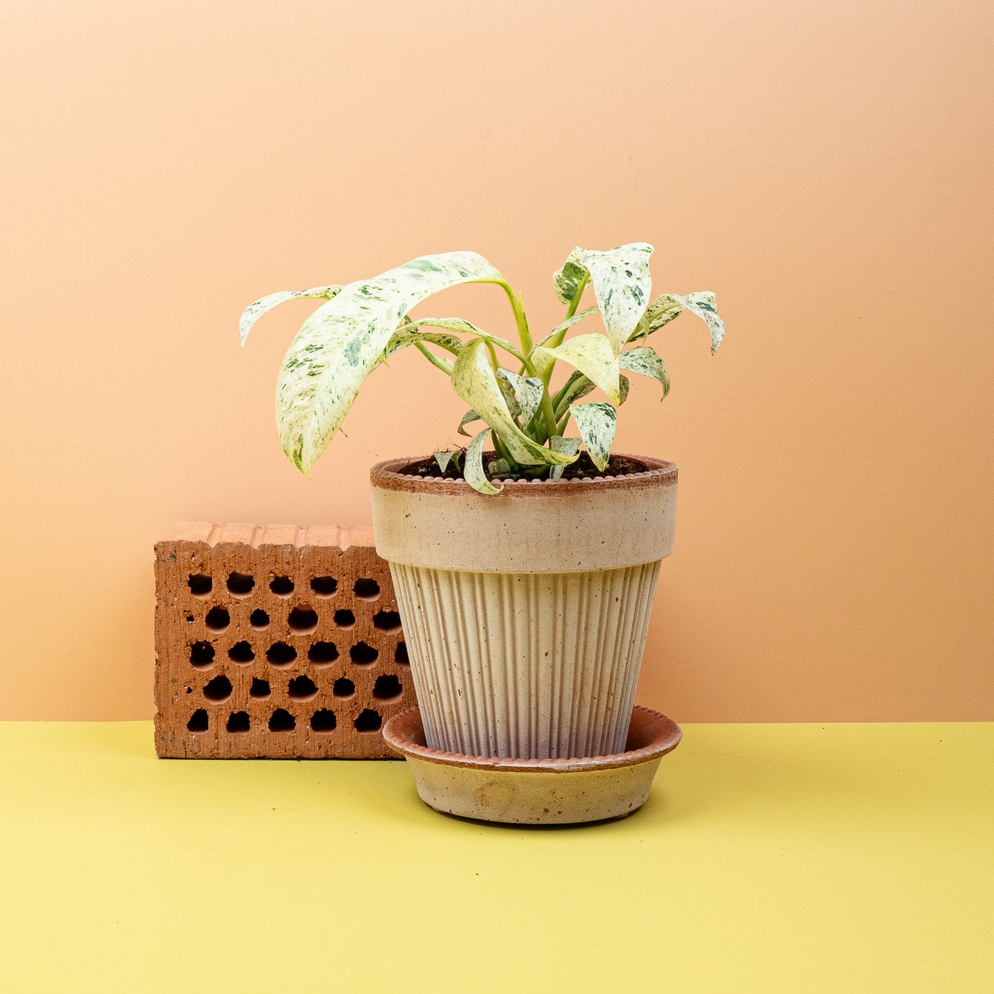 EPIPREMNUM GIGANTEUM VARIEGATA online bestellen bei potflourri