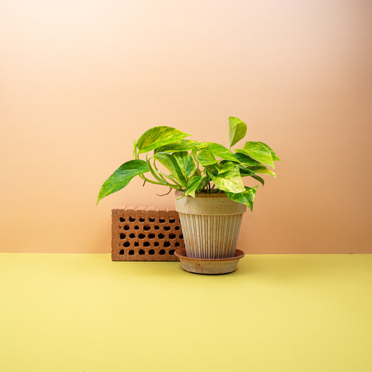 EPIPREMNUM KIWI online bestellen bei potflourri