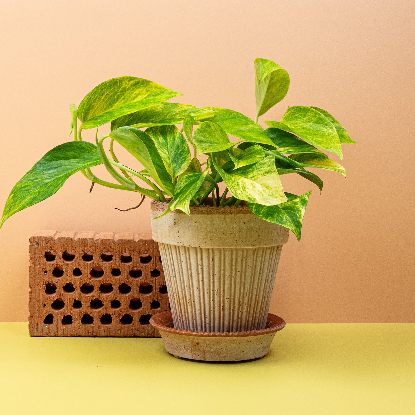 EPIPREMNUM KIWI online bestellen bei potflourri