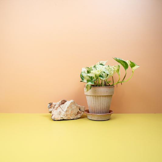 EPIPREMNUM MANJULA online bestellen bei potflourri