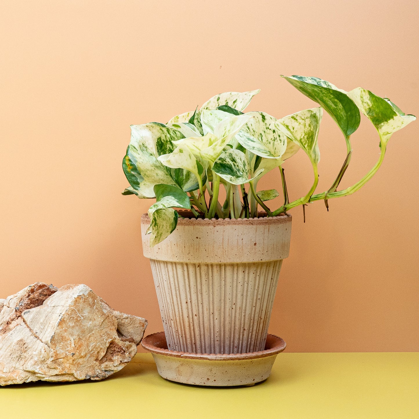 EPIPREMNUM MANJULA online bestellen bei potflourri