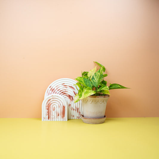 Epipremnum NJoy Gold – Zimmerpflanze mit goldgelben Akzenten – potflourri