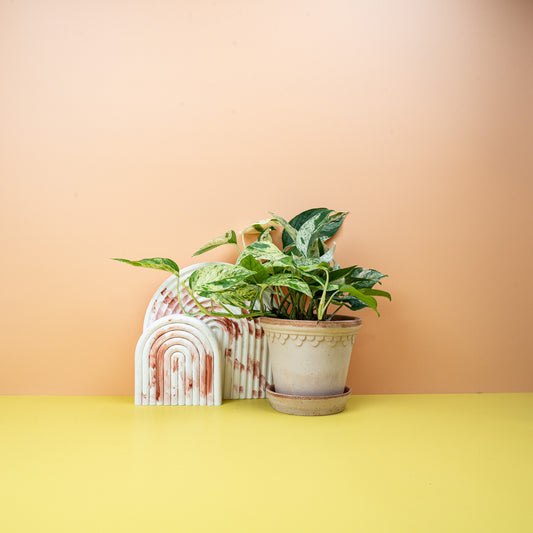 EPIPREMNUM PINNATUM VARIEGATA online bestellen bei potflourri