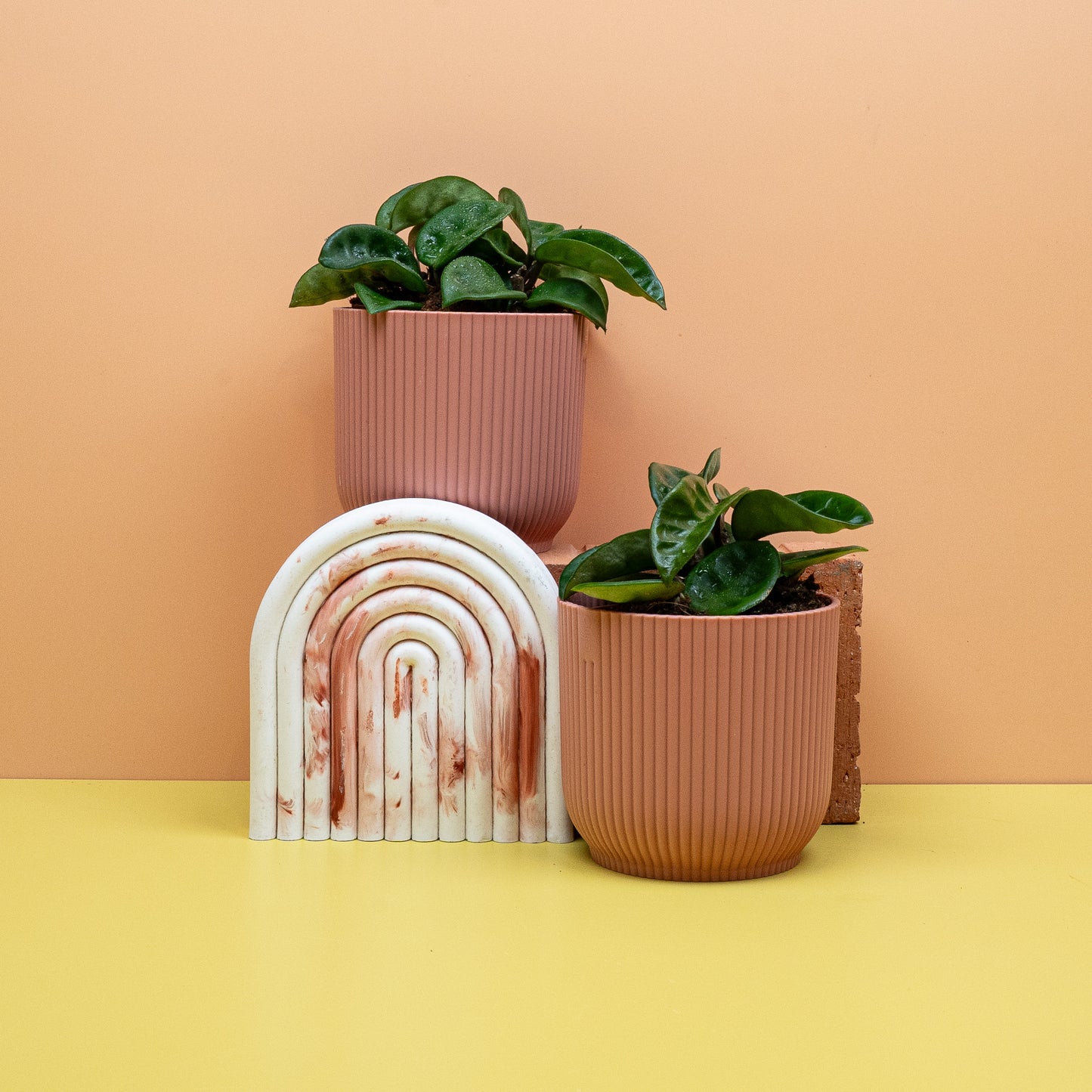 HOYA CARNOSA KRINKLE online bestellen bei potflourri