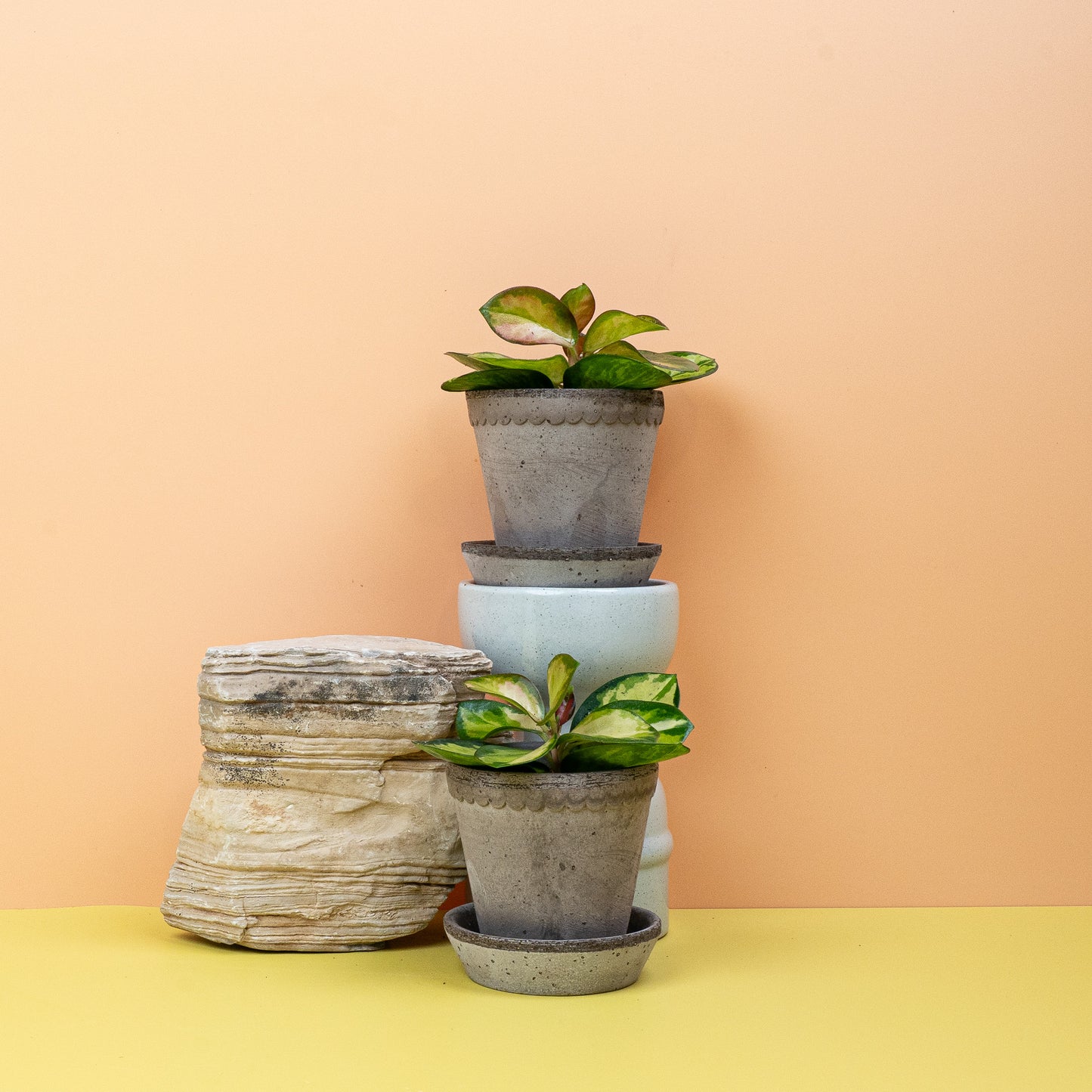 HOYA CARNOSA TRICOLOR online bestellen bei potflourri