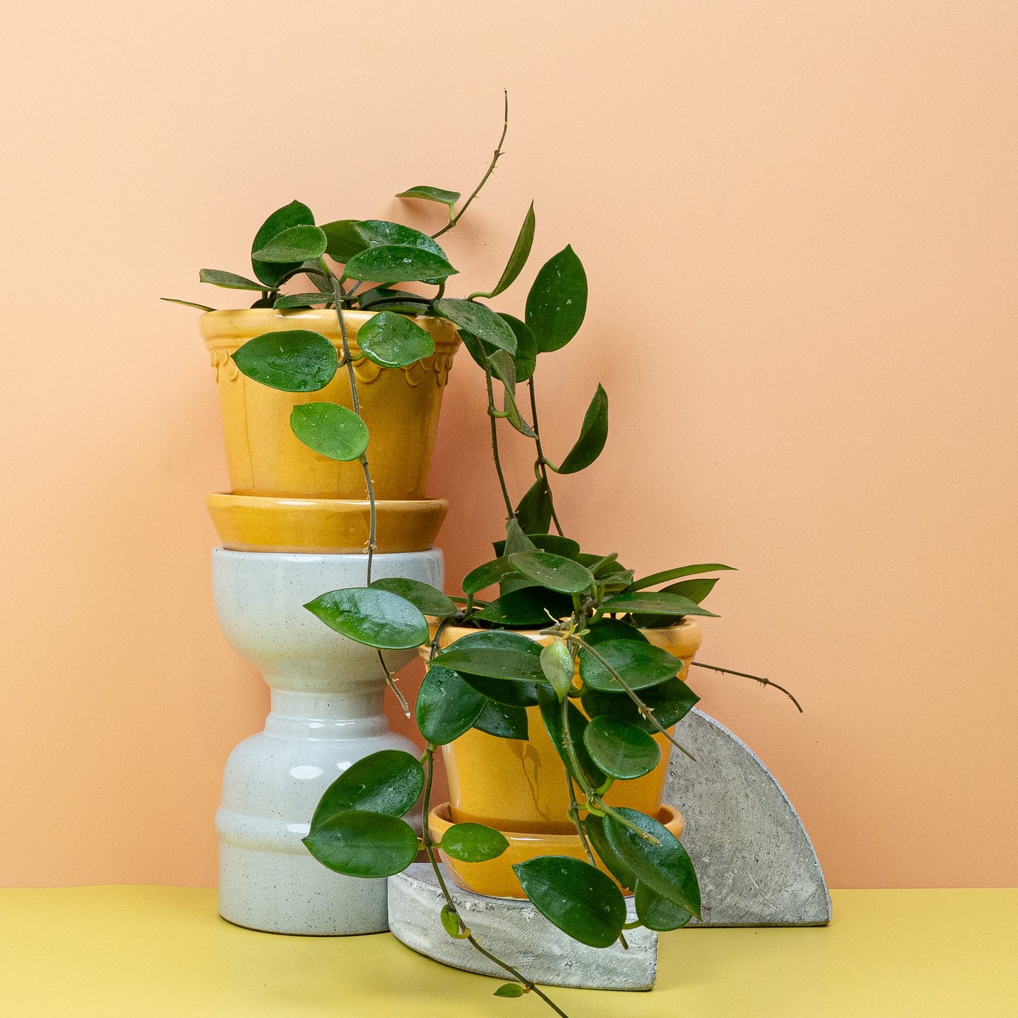 HOYA CHOUKE online bestellen bei potflourri