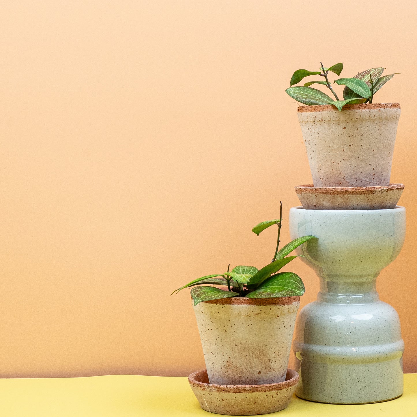 HOYA FITCHII online bestellen bei potflourri