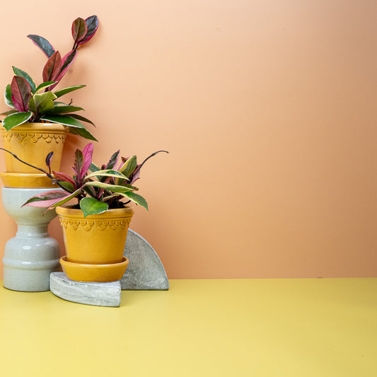 Hoya Flamingo Dream – Hängepflanze mit dreifarbigen Blättern – potflourri