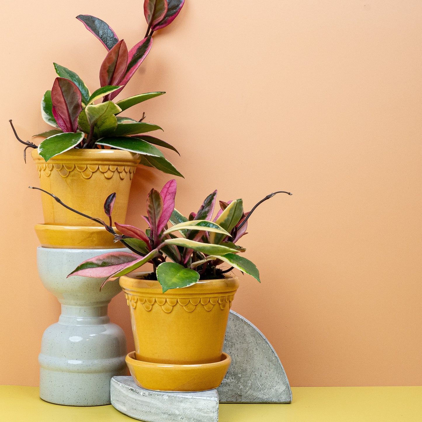 HOYA FLAMINGO DREAM online bestellen bei potflourri