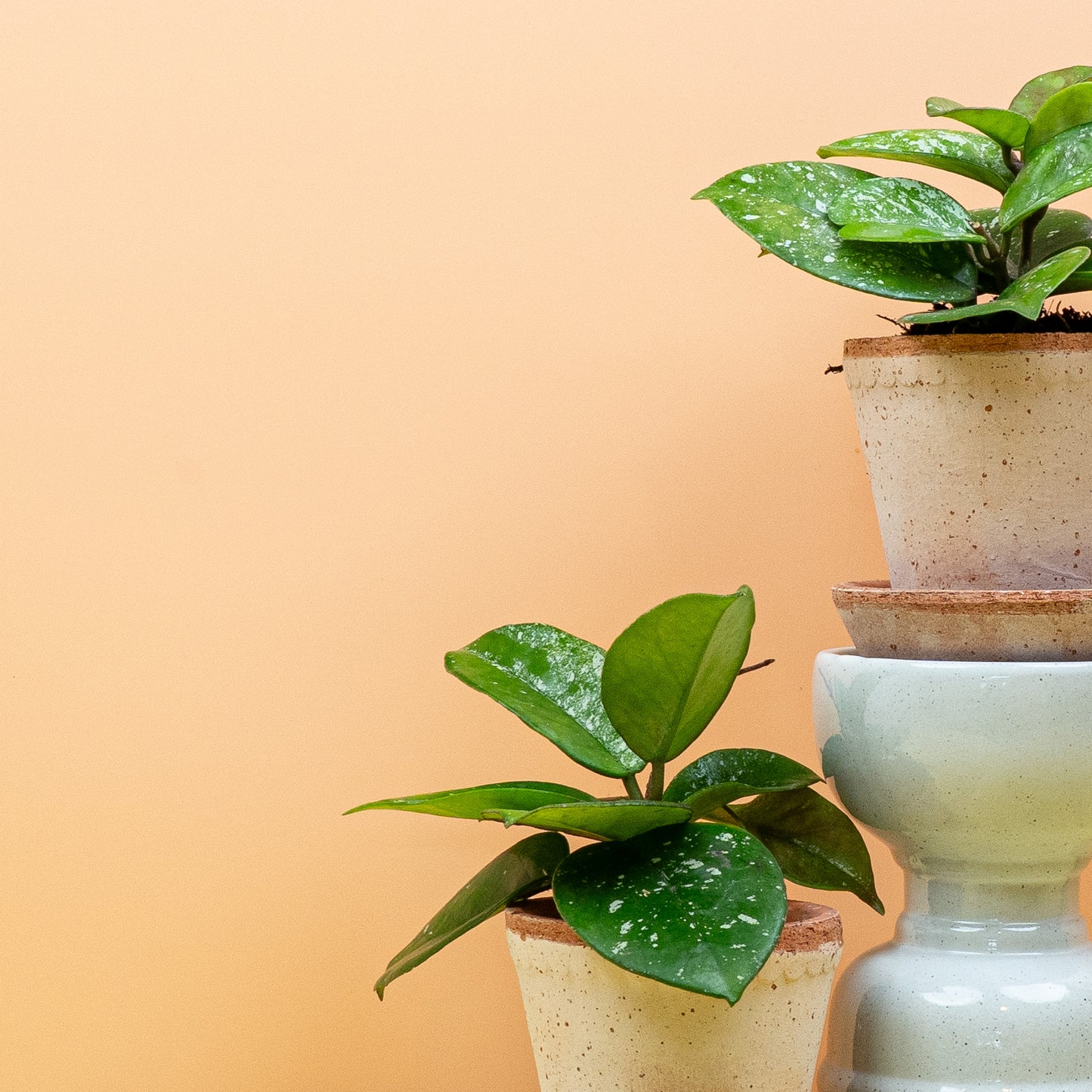 HOYA FRECKLES SPLASH online bestellen bei potflourri