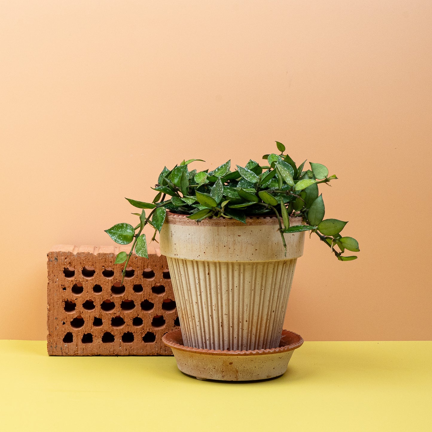 HOYA KROHNIANA SPLASH online bestellen bei potflourri