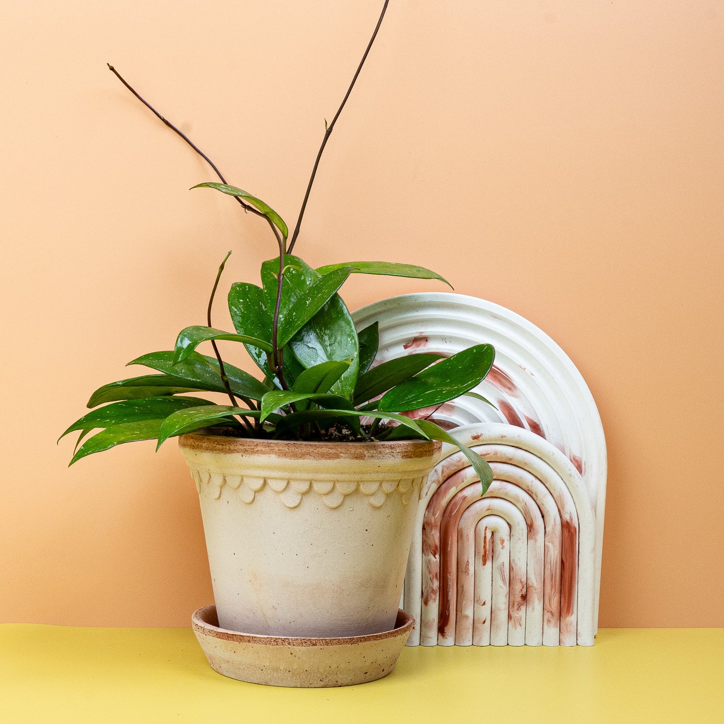 HOYA PUBLICALIX online bestellen bei potflourri