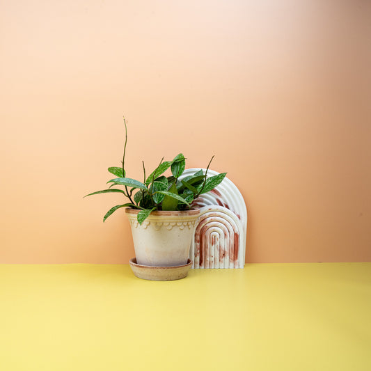 HOYA RANGSAN online bestellen bei potflourri