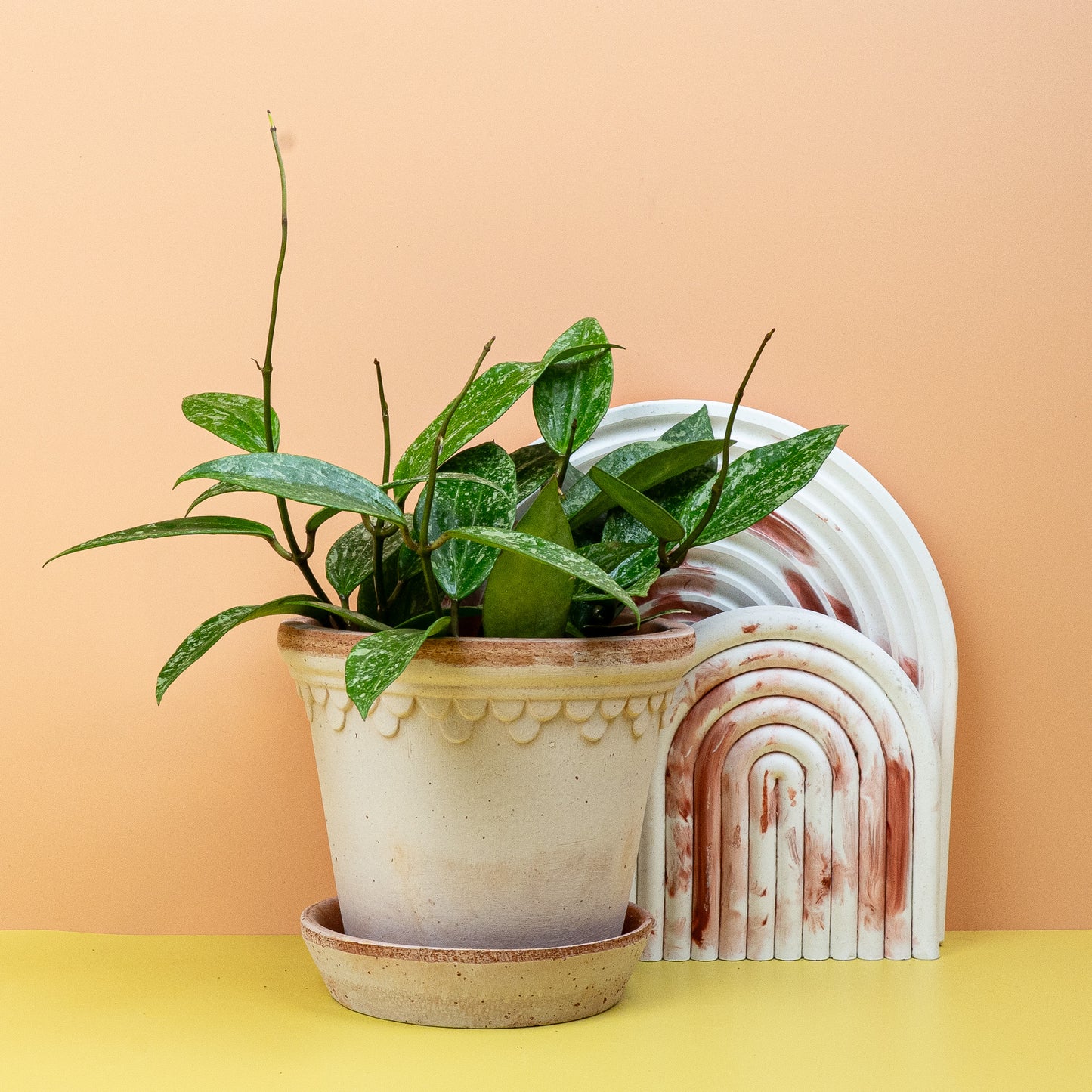 HOYA RANGSAN online bestellen bei potflourri