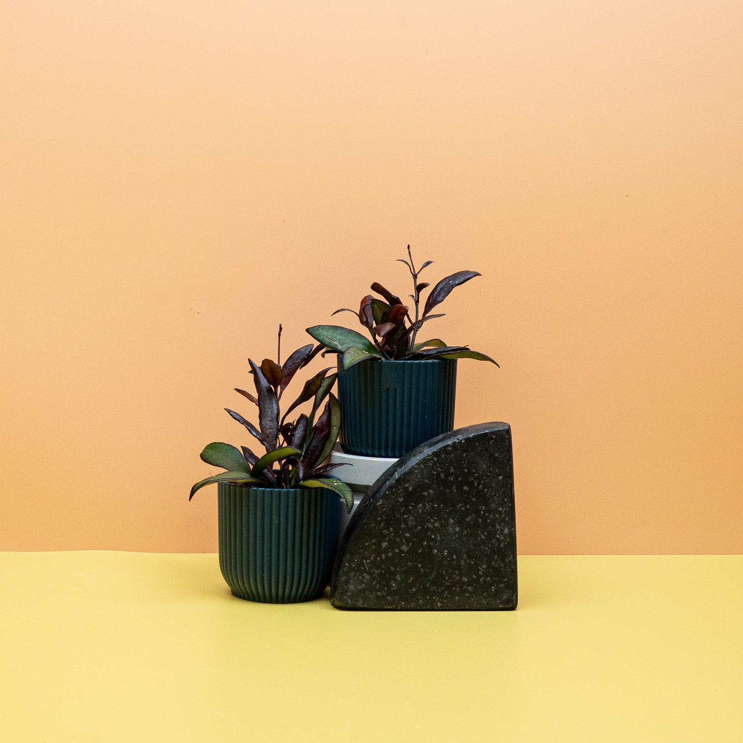 HOYA RED MAROON online bestellen bei potflourri