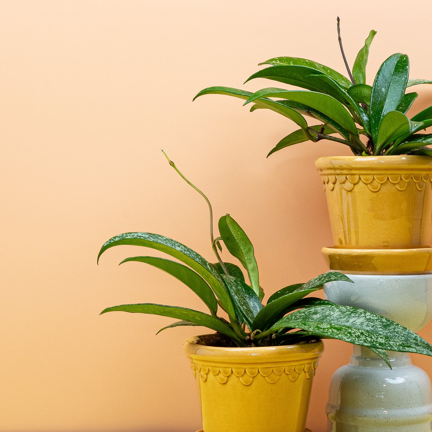 HOYA SILVERSPOT online bestellen bei potflourri