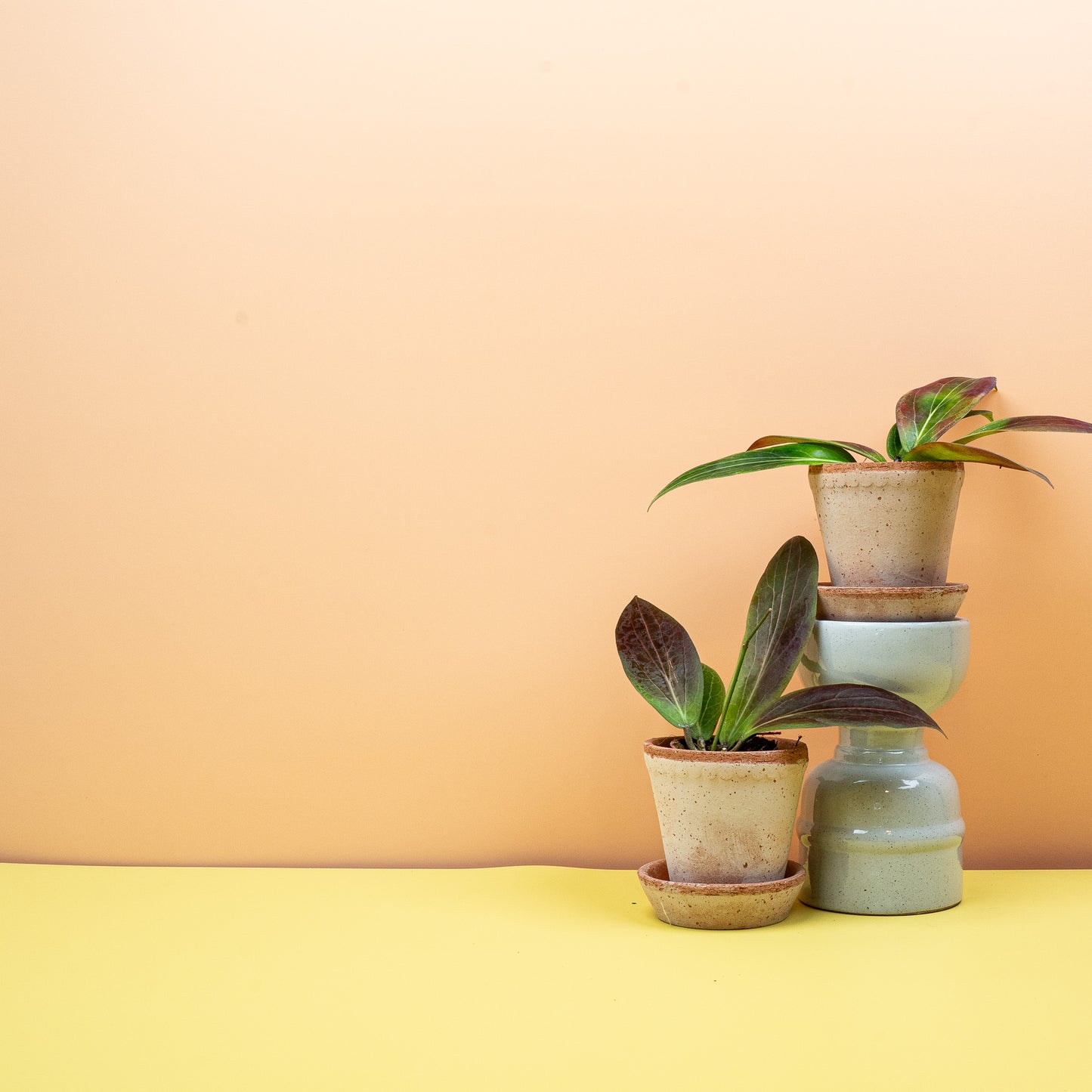 HOYA SOLIGAMIANA online bestellen bei potflourri