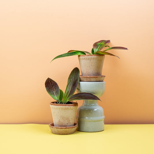 HOYA SOLIGAMIANA online bestellen bei potflourri