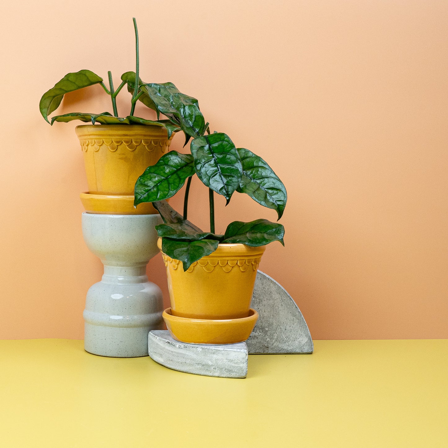 HOYA VILOSA online bestellen bei potflourri