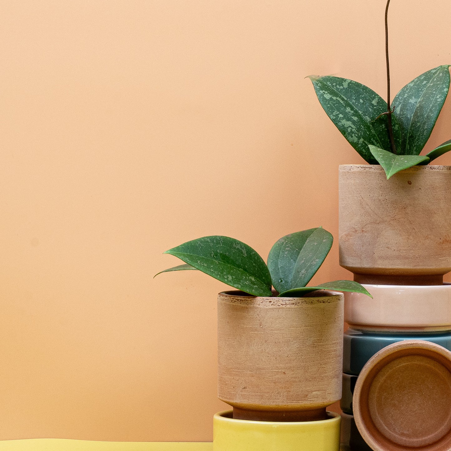 HOYA WIBERGIAE online bestellen bei potflourri