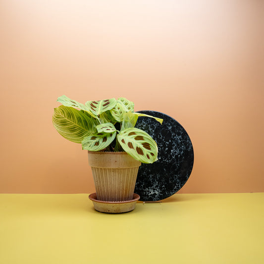 Maranta Golden Veins mit goldgelben Blattadern – potflourri