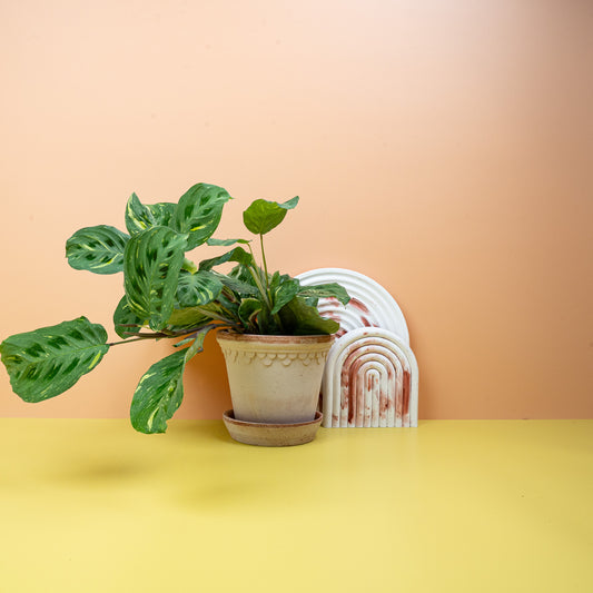 Maranta Kerchoveana Variegata – Gebetspflanze – potflourri