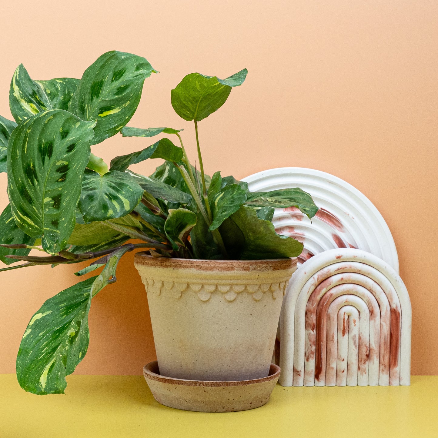 MARANTA KERCHOVEANA VARIEGATA online bestellen bei potflourri