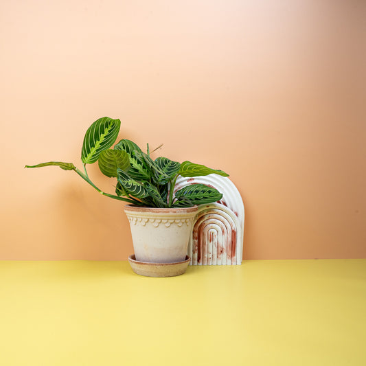 Maranta Leuconeura Lemon Lime – Gebetspflanze – potflourri