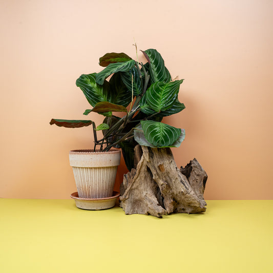 MARANTA SILVER BAND online bestellen bei potflourri