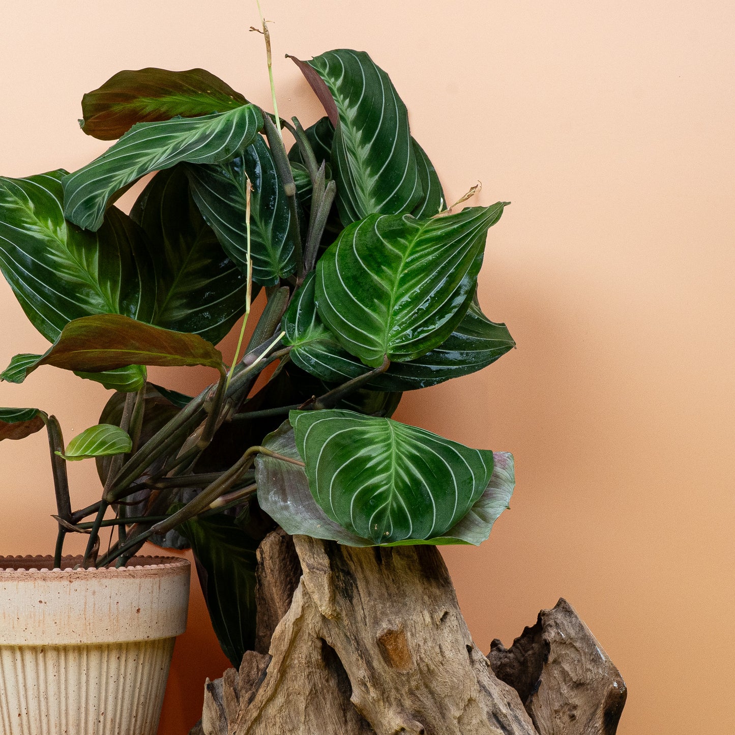 MARANTA SILVER BAND online bestellen bei potflourri