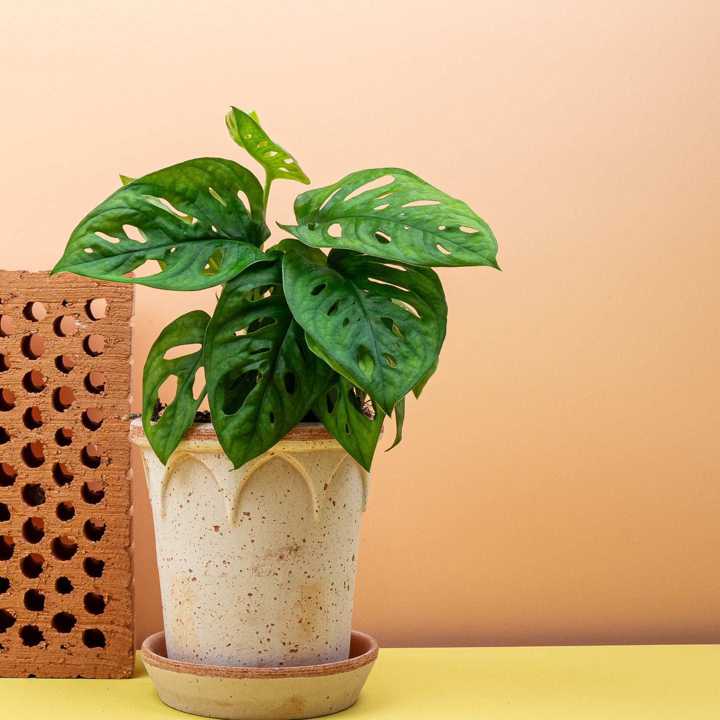 MONSTERA ADANSONII online bestellen bei potflourri