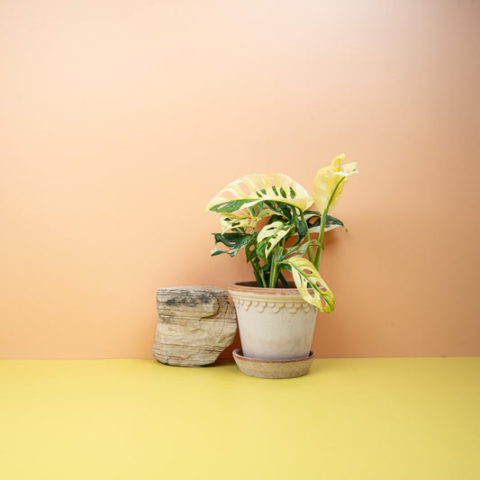 MONSTERA ADANSONII VARIEGATA online bestellen bei potflourri