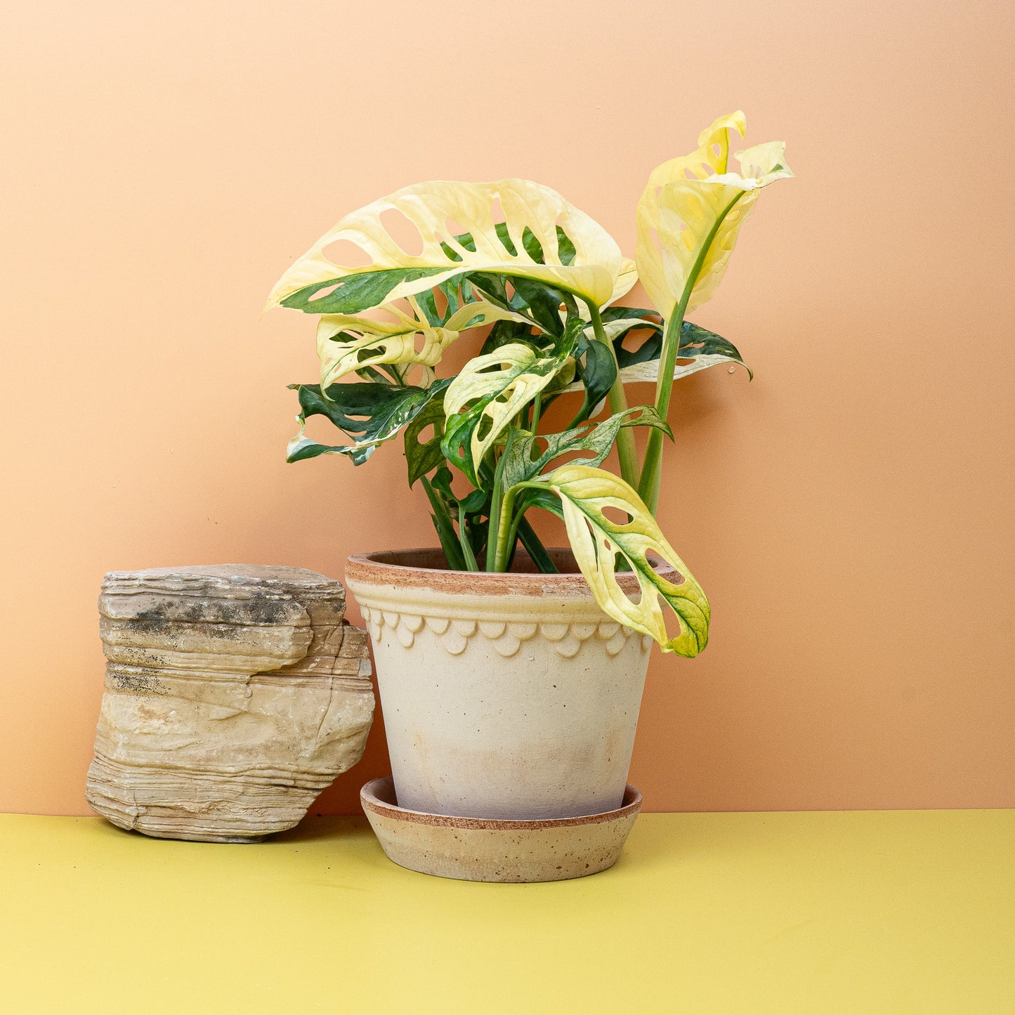 MONSTERA ADANSONII VARIEGATA online bestellen bei potflourri